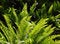 Free Ferns In Sunlight Stock Image - 5454901