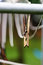 Free Clothes Pin On Clothes Line Royalty Free Stock Photography - 5459547