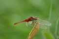 Free Dragon Fly Indian Species Stock Image - 5460101