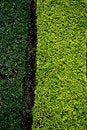 Free Dark And Light Green Grass Background Stock Image - 5464271