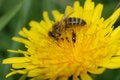 Free Bee Collecting Pollen Royalty Free Stock Images - 5467559