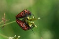 Free Bugs Copulation Royalty Free Stock Photo - 5469355