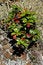 Free Bush On The Rock Royalty Free Stock Photo - 5460015