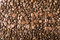 Free Coffee Beans Stock Photo - 5460800
