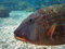 Free Large Marine Fish Under The Sea Stock Photography - 5462232