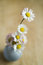 Free Daisies Stock Photo - 5462890