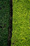 Free Dark And Light Green Grass Background Stock Image - 5464271
