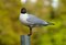Free Seagull On A Pillar Royalty Free Stock Image - 5469396