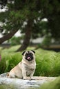 Free Funny Pet Dog Royalty Free Stock Image - 5470736