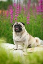 Free Funny Pet Dog Stock Photos - 5470743