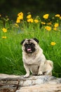Free Funny Pet Dog Royalty Free Stock Photo - 5470775