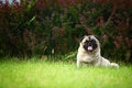 Free Funny Pet Dog Royalty Free Stock Images - 5470789