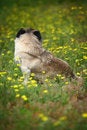 Free Pet Dog Royalty Free Stock Image - 5470806