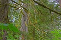 Free Old Growth Cedar Stock Image - 5471011