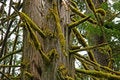 Free Old Growth Cedar Royalty Free Stock Images - 5471019