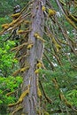 Free Old Growth Cedar Royalty Free Stock Image - 5471056