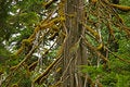 Free Old Growth Cedar Stock Photography - 5471062