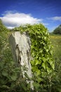 Free Distressed Post In A Field Stock Image - 5471201
