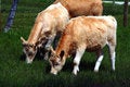 Free Cattle 13 Royalty Free Stock Photos - 5480628
