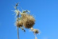 Free Dry Prickly Weed Royalty Free Stock Images - 5483679