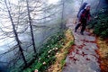 Free Walking In The Forests Stock Images - 5485434
