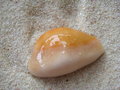 Free Sea Shell On Beach Sand. Royalty Free Stock Image - 5487136