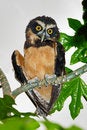 Free Spectacled Owl Royalty Free Stock Image - 5487496