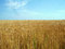 Free Crop Fields Royalty Free Stock Photo - 5481975