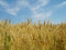 Free Crop Fields Royalty Free Stock Image - 5481986