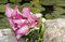 Free Kala Bridal Bouquet Royalty Free Stock Photos - 5483108
