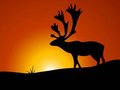 Free Reindeer Wandering Stock Photography - 5492772