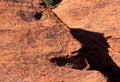 Free Red Rock Face Stock Image - 5499401