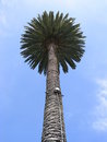 Free California Palm Royalty Free Stock Photos - 5499788
