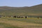 Free Herd Of Cattle In Mongolia Royalty Free Stock Photo - 5491155