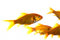 Free Goldfish, Isolated Over White Stock Photo - 5491630