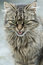 Free Purring Cat Royalty Free Stock Image - 5491636