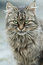 Free Cat Staring Stock Photography - 5491642
