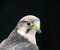 Free Bird Of Prey Stock Photo - 5495880