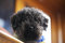 Free Blackminiaturepoodle Royalty Free Stock Photos - 5499158