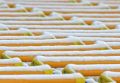 Free Trade Row Stock Image - 551381