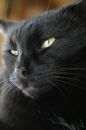 Free Black Cat Portrait Royalty Free Stock Photo - 552555