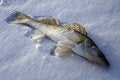 Free Fish Royalty Free Stock Photo - 554155