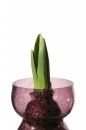Free Hyacinth Bulb Stock Photography - 555722