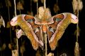 Free Atlas Moth Butterfly Stock Photography - 558682