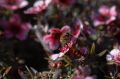 Free Macro Of Bee On Pink Flower From Behind Royalty Free Stock Image - 559246