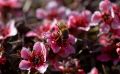Free Macro Bee On Red Flower Shrub Royalty Free Stock Photos - 559248