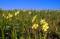 Free Springtime Coastal Meadow Stock Photo - 553960