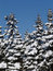Free Winter Fir Trees Royalty Free Stock Photos - 559638