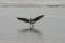 Free See Gull Stock Images - 559814