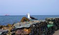 Free The Sea Gull. Stock Photo - 5501820